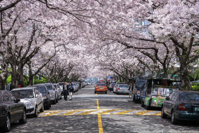 7 địa điểm ngắm hoa anh đào đẹp nhất ở Busan