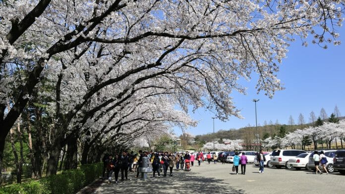 Lễ hội hoa anh đào ở Seoul Grand Park