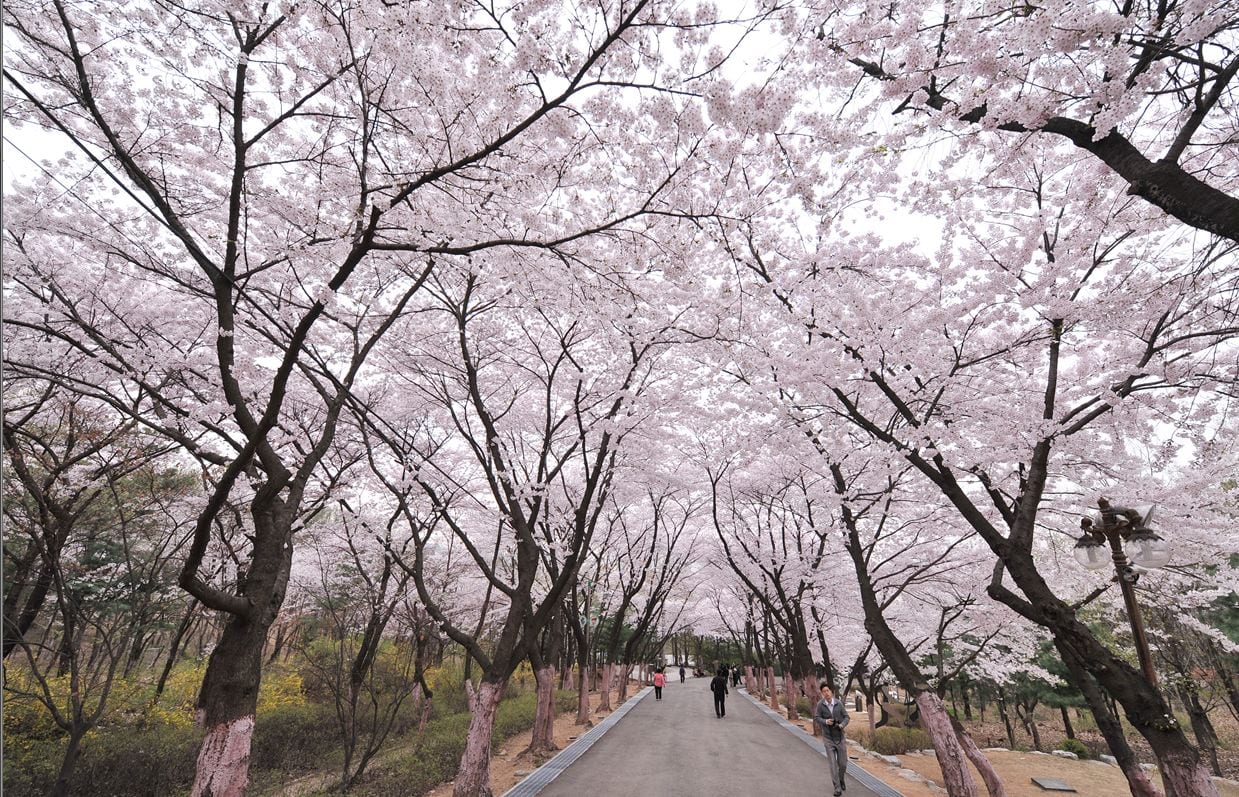 Lễ hội hoa anh đào núi Dodang, thành phố Bucheon