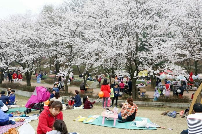 Lễ hội hoa anh đào ở thành phố Uiwang, Gyeonggi