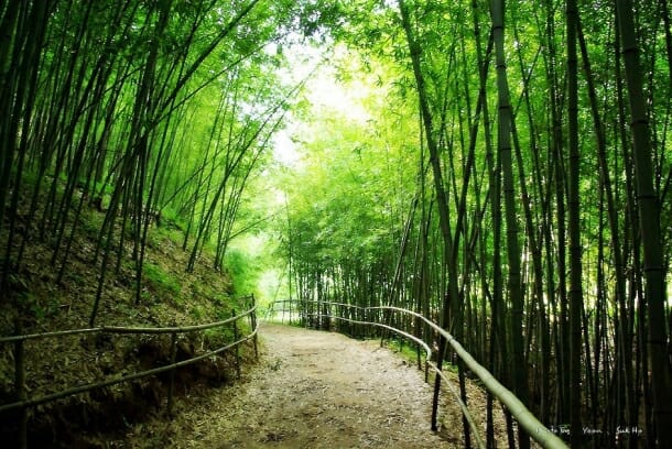 Một con đường mòn bên trong rừng tre Damyang