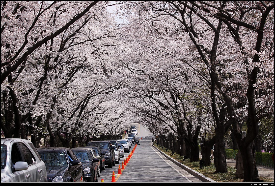 TOP 10 địa điểm ngắm hoa anh đào đẹp nhất tỉnh Gyeonggi