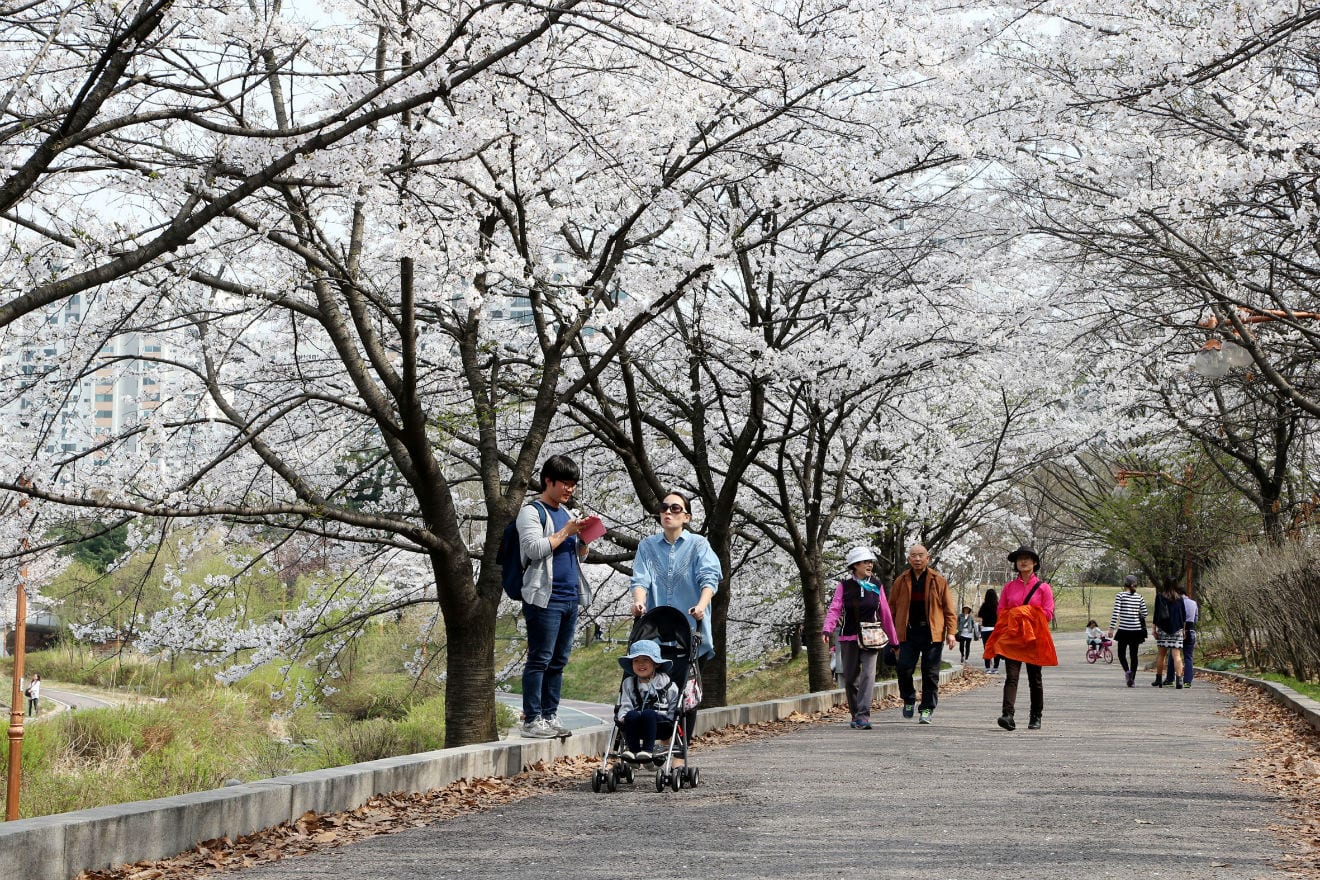 TOP 10 địa điểm ngắm hoa anh đào đẹp nhất tỉnh Gyeonggi