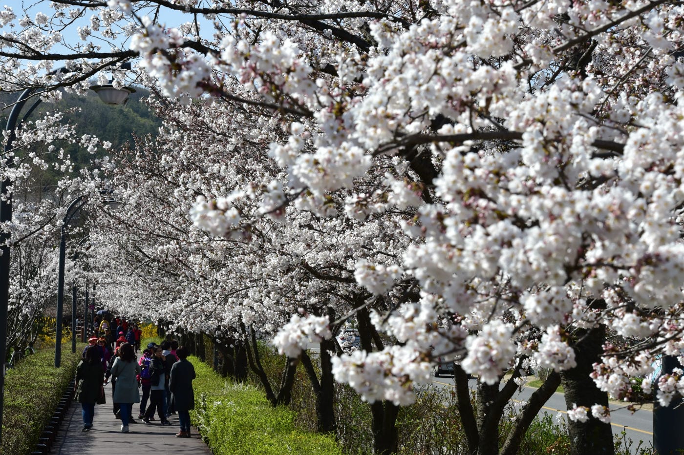 10 địa điểm ngắm hoa anh đào đẹp nhất tỉnh Gyeonggi
