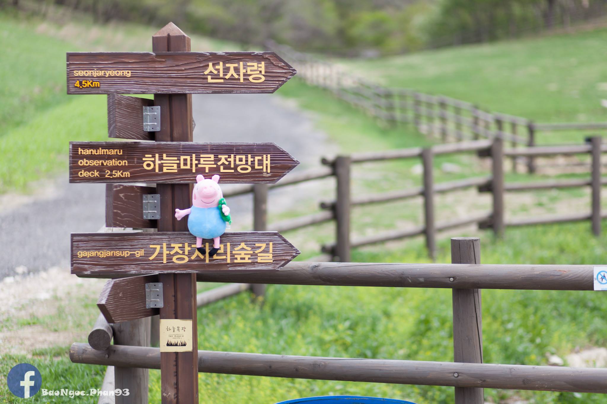 Đồi cừu Daegwallyeong ở Pyeongchang, Gangwon