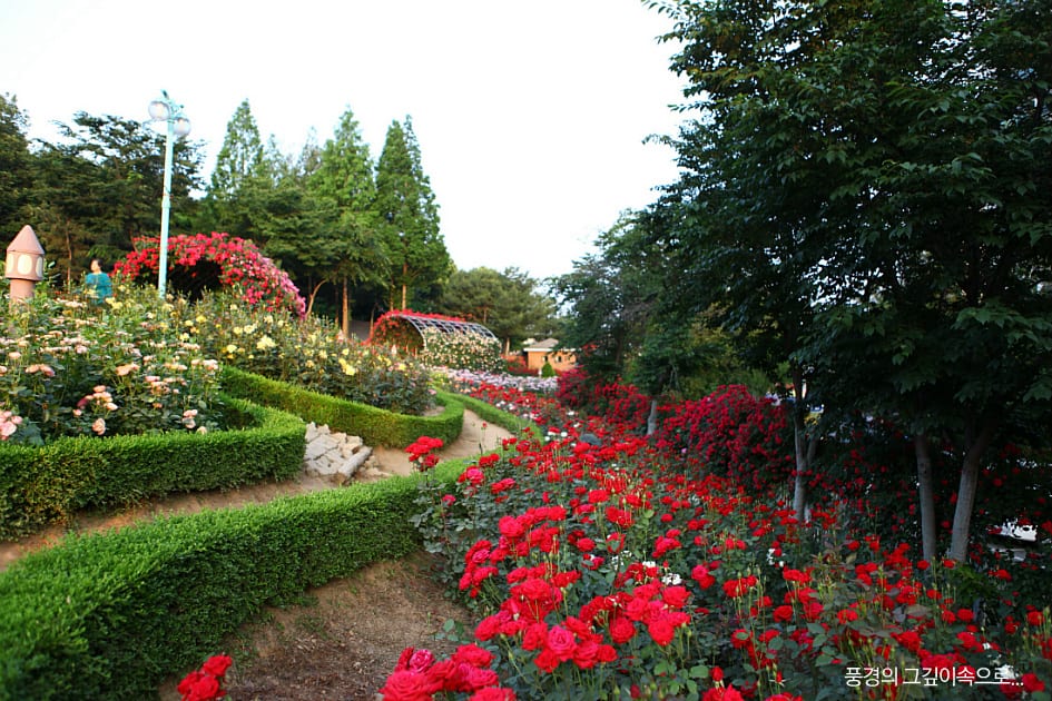 Vườn hồng Bucheon và Lễ hội hoa hồng