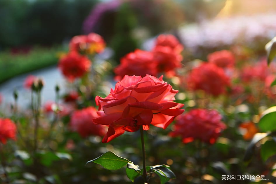 Vườn hồng Bucheon và Lễ hội hoa hồng