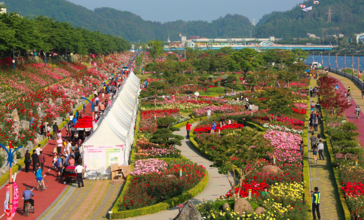 13 lễ hội hoa hồng đẹp nhất Hàn Quốc