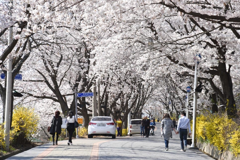 TOP 8 địa điểm ngắm hoa anh đào đẹp nhất thành phố Incheon