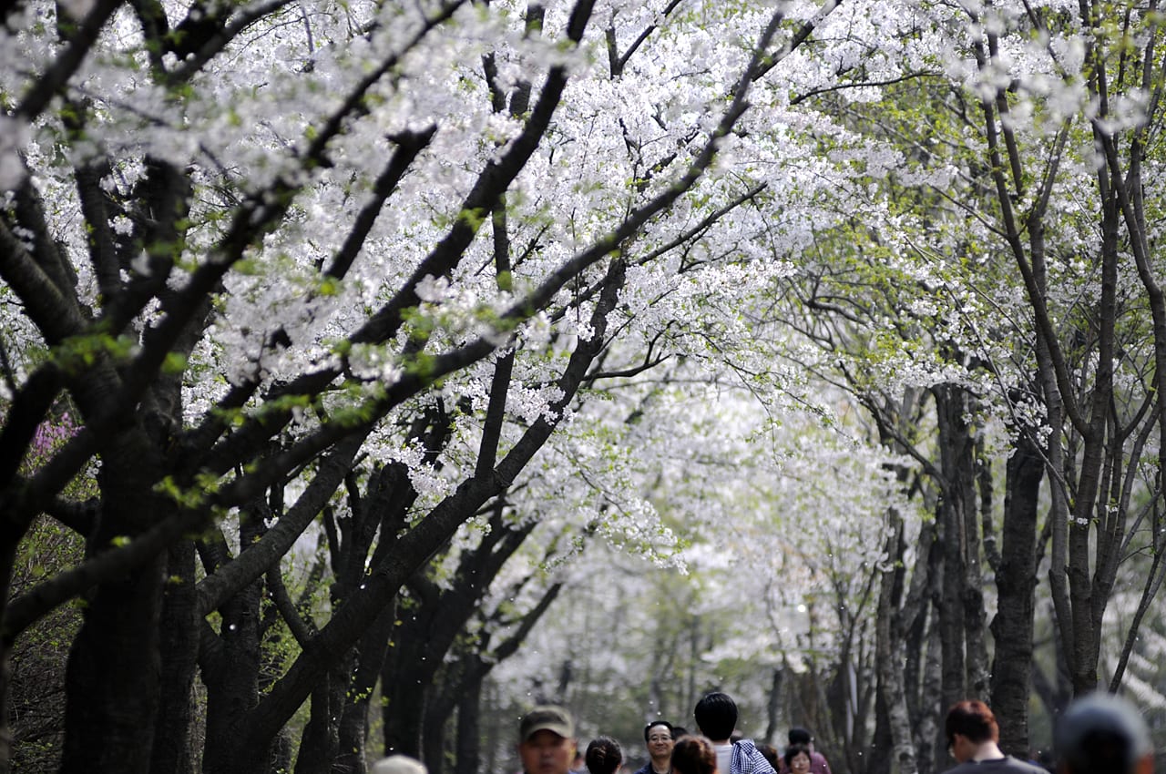 TOP 8 địa điểm ngắm hoa anh đào đẹp nhất thành phố Incheon