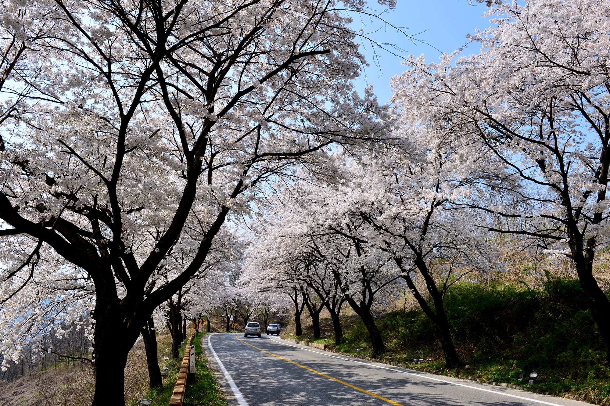 Vào mùa xuân, những con đường ven hồ Cheongpung nở trắng hoa anh đào. Ảnh: tjnews.co.kr