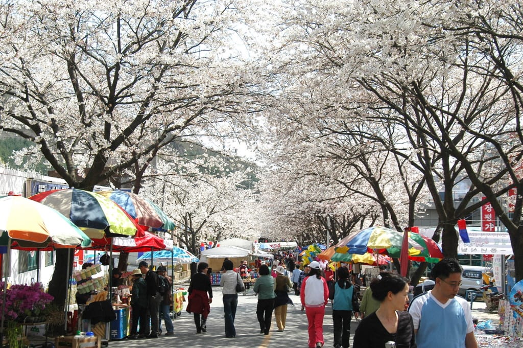 Lễ hội hoa anh đào ở Jecheon. Ảnh: jecheon.grandculture.net