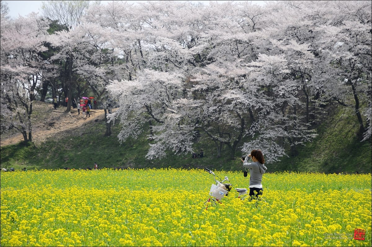 Mùa xuân ở Gyeongju. Bạn chỉ có thể bắt gặp khung cảnh này ở Jeju hoặc Gyeongju, sự kết hợp hoàn hảo giữa hoa anh đào và hoa cải dầu. Ảnh: tistory.com