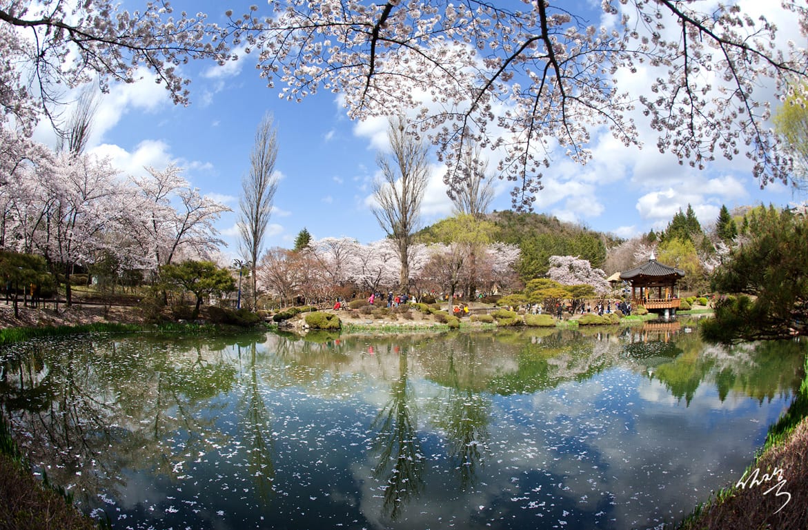 Mùa xuân bên hồ Bomun, phía xa là Vọng lâu Bomun, vọng lâu bốn mùa đã đi vào sách ảnh của Hàn Quốc. Ảnh: nzeozzang.com