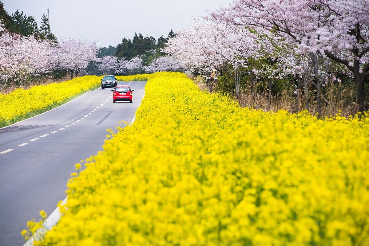 Vẻ đẹp đặc trưng của đảo Jeju: Anh đào trắng muốt và hoa cải dầu vàng rực rỡ. Ảnh: ondain9909.tistory.com