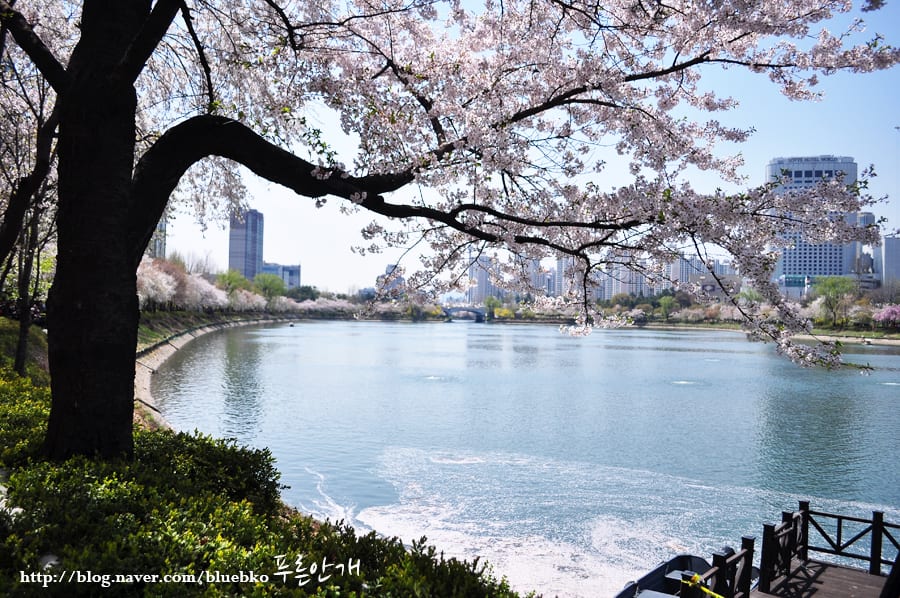 Địa điểm thứ hai ở thủ đô Seoul có lễ hội hoa anh đào ngoài Yeouido, hồ Seokchon ở Songpagu. Ảnh: naver.net