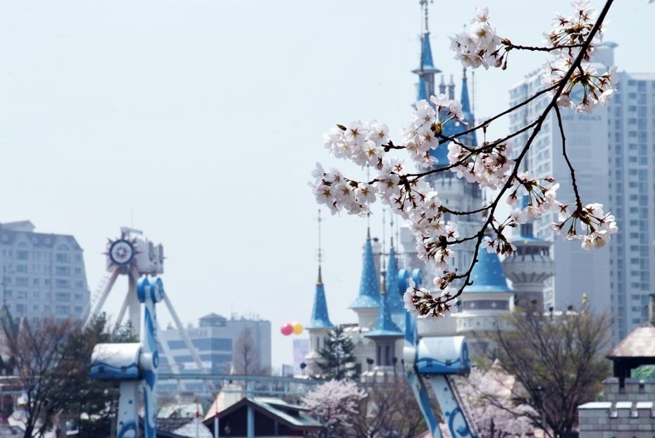 Hồ Seokchon nằm ngay sau công viên giải trí Lotte World. Vì thế, bạn có thể thu xếp để vừa được đi chơi ở Lotte World lại vừa được ngắm hoa anh đào. Đây là nét thú vị riêng khi so với lễ hội hoa anh đào ở Yeouido. Ảnh: tistory.com