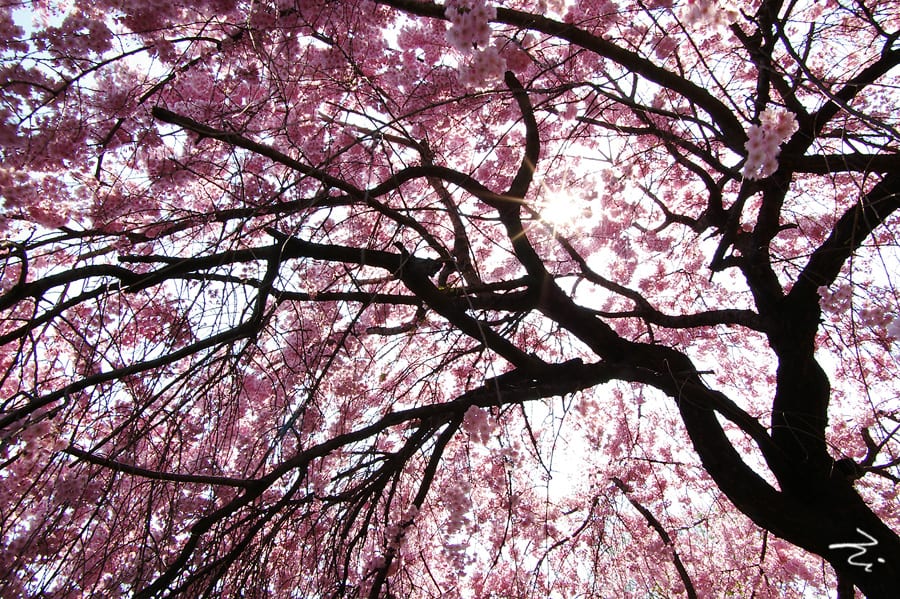 Bạn không thể tìm thấy cây hoa anh đào màu hồng này ở Yeouido, có lễ đây là lý do thứ hai mà bạn nên đến hồ Seokcho. Ảnh: tistory.com