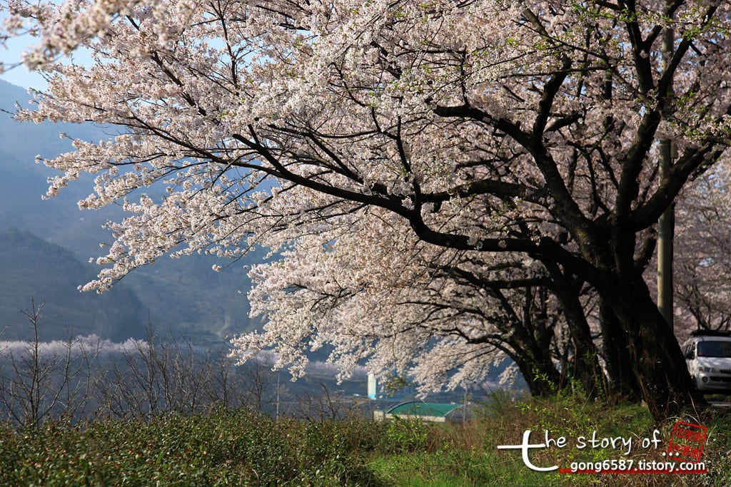Mùa xuân bên sông Seomjin đẹp tựa tranh. Ảnh: tistory.com