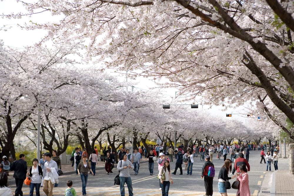 Giữa thủ đô Seoul cũng có lễ hội hoa anh đào rất lớn, Lễ hội hoa anh đào ở Yeoduido thu hút hàng ngàn lượt khách tham quan. Ảnh: tour.ydp.go.kr