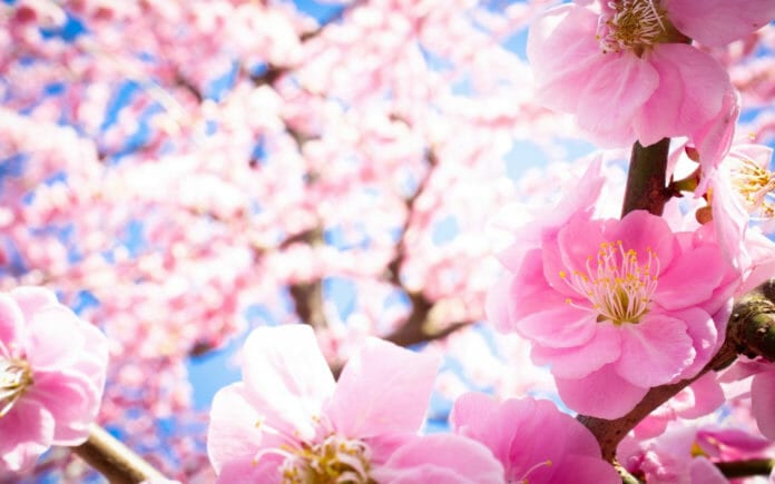 Lịch khai hoa mùa xuân ở Hàn Quốc