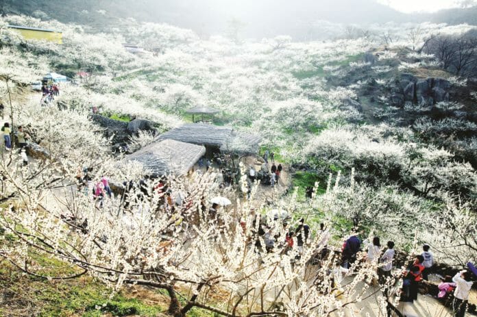 Lễ hội hoa mơ ở Gwangyang