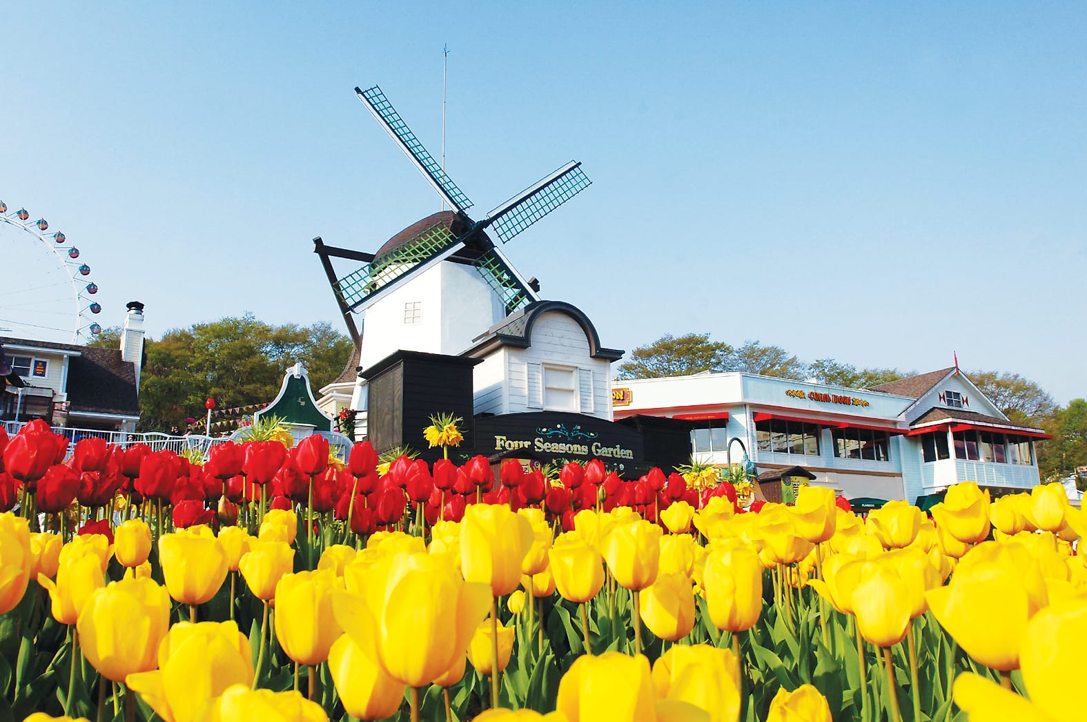 Những Lễ hội hoa Tulip nổi tiếng ở Hàn Quốc