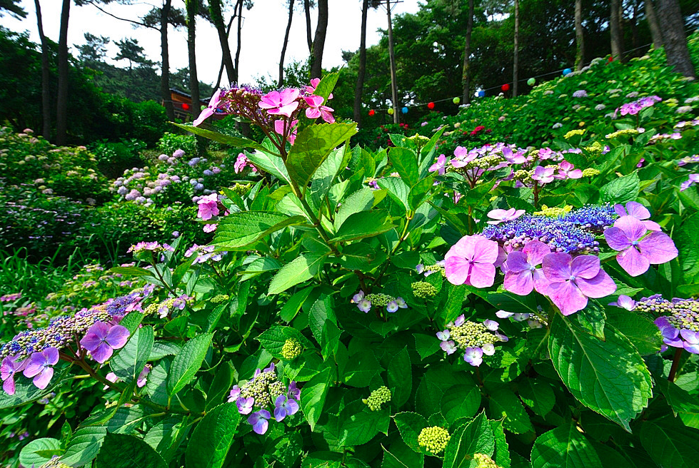 Lễ hội hoa cẩm tú cầu ở Taejongdae, Busan
