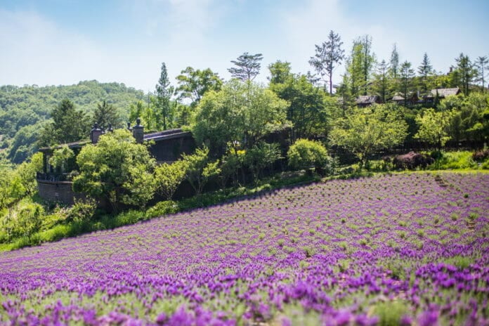 Lễ hội hoa oải hương ở Yeoncheon, Gyeonggi