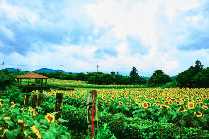 Nông trại hoa hướng dương Kim Gyung Suk, đảo Jeju