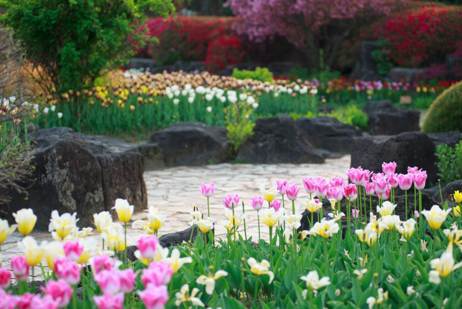 Lễ hội hoa mùa xuân ở công viên thảo mộc Byeokcho, thành phố Paju