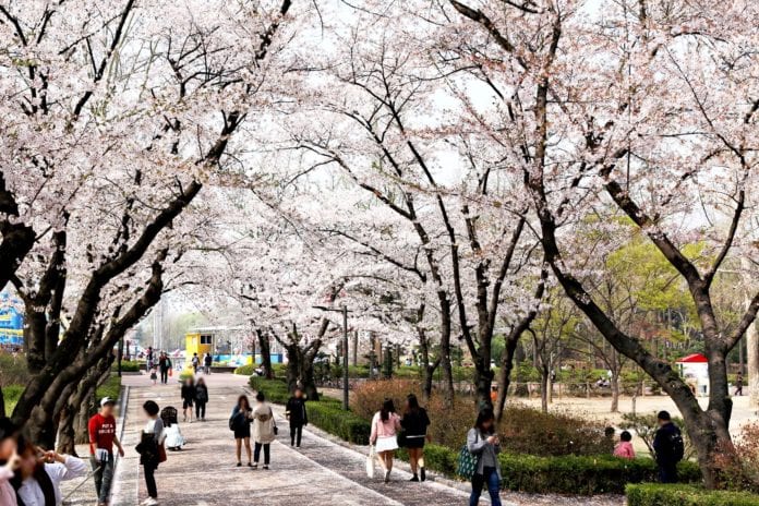 Lễ hội hoa anh đào ở công viên trẻ em Seoul