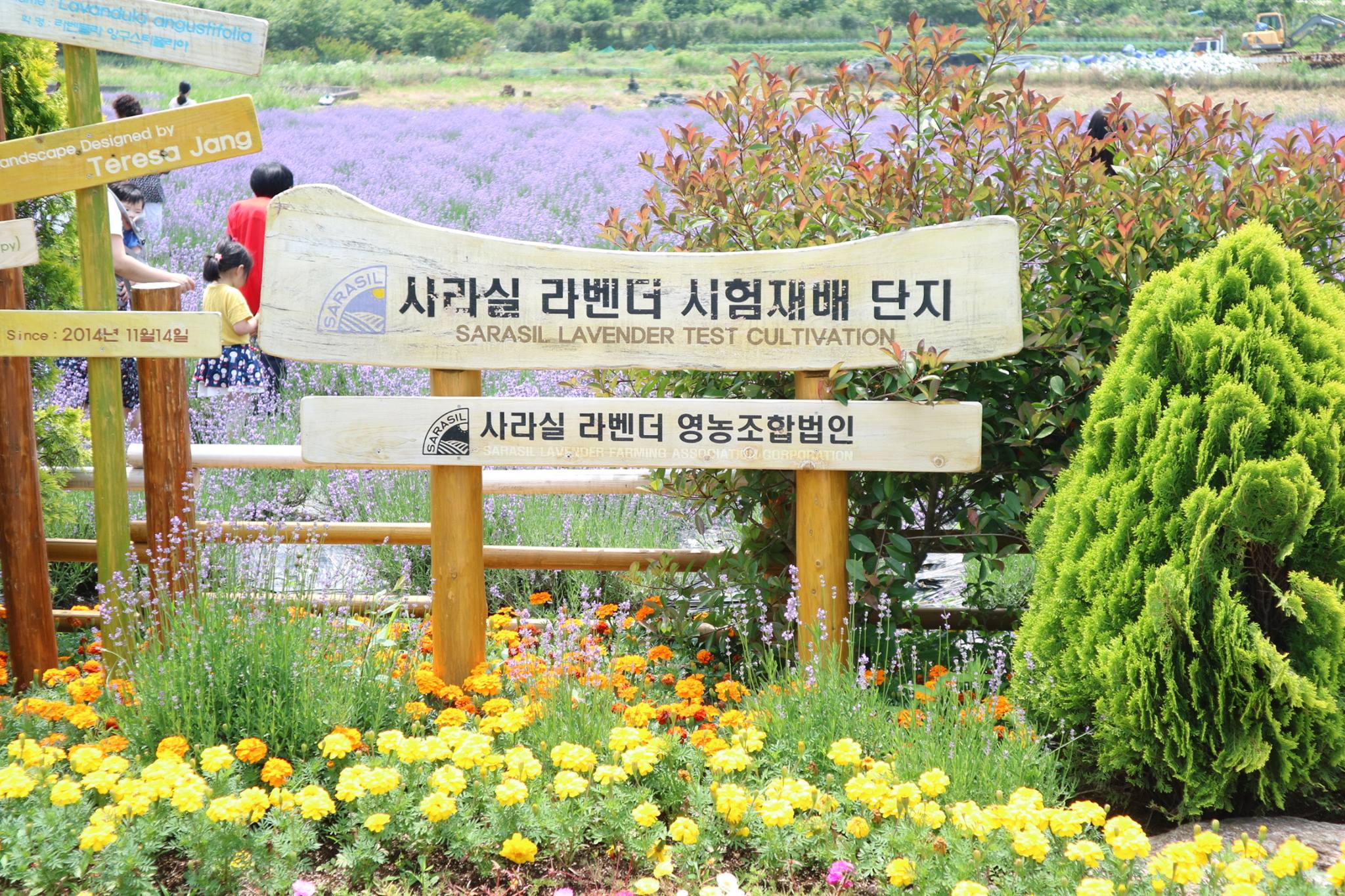 Trang trại hoa oải hương Sarasil ở thành phố Gwangyang, Jeonnam
