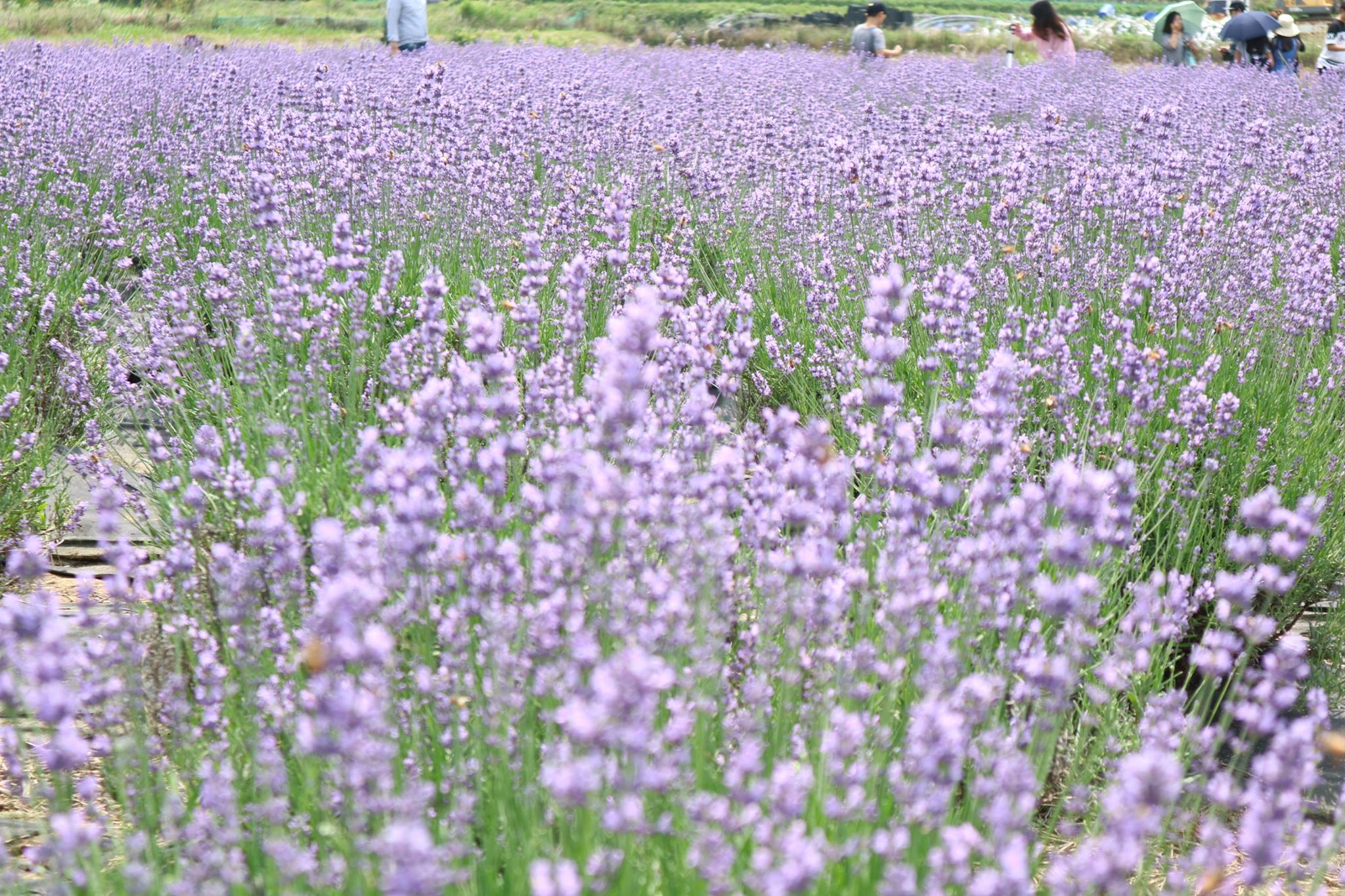 Trang trại hoa oải hương Sarasil ở thành phố Gwangyang, Jeonnam