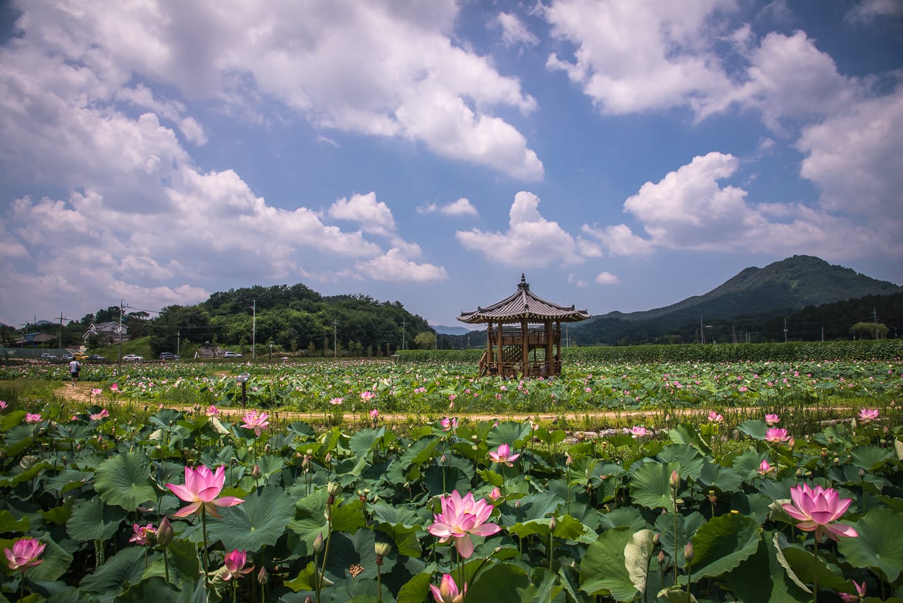 10 Lễ hội hoa sen đẹp nhất Hàn Quốc