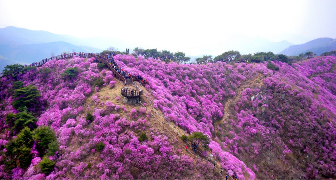 Lễ hội hoa đỗ quyên trên núi Guryeo ở Ganghwa