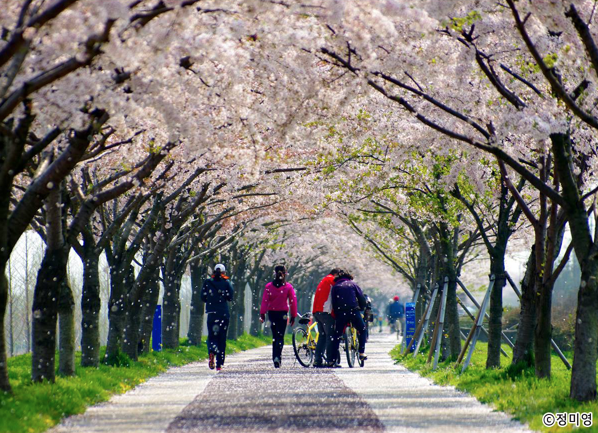 Lễ hội hoa anh đào ở công viên sinh thái Daejeo, Busan
