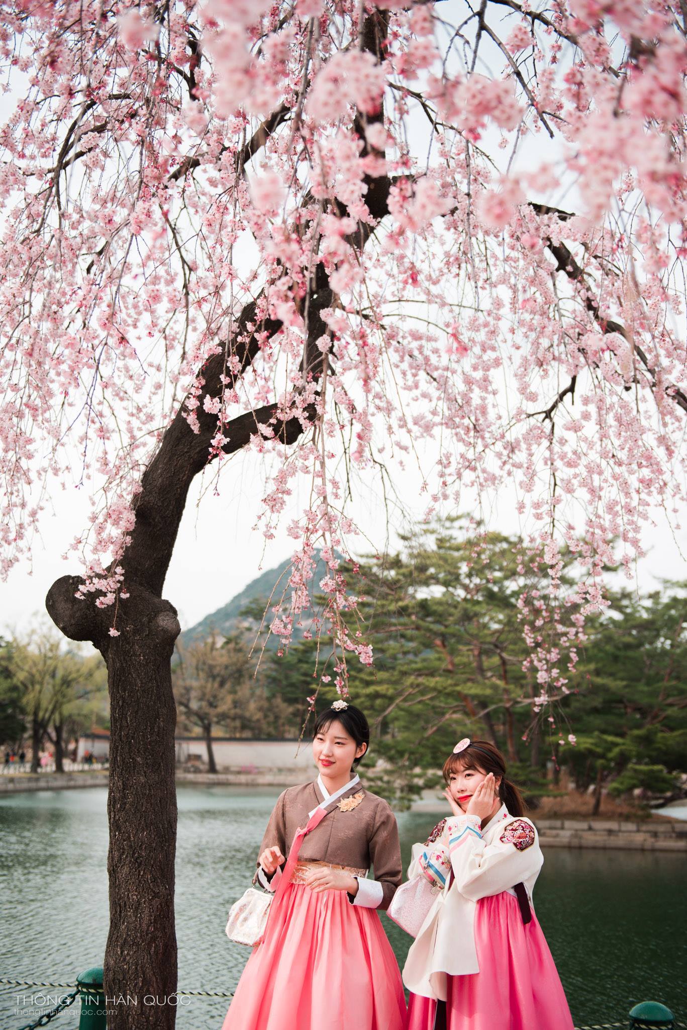 Top 10 địa điểm ngắm hoa anh đào đẹp nhất Seoul