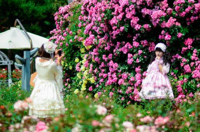 Lễ hội hoa hồng trong công viên Seoul Grand Park.