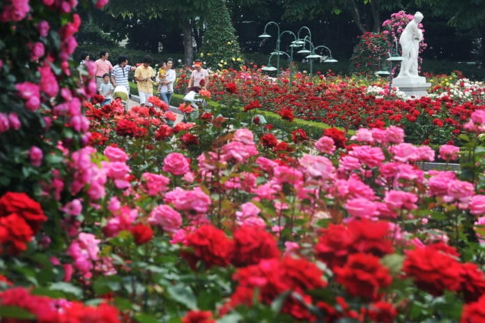 Lễ hội hoa hồng trong công viên giải trí Everland
