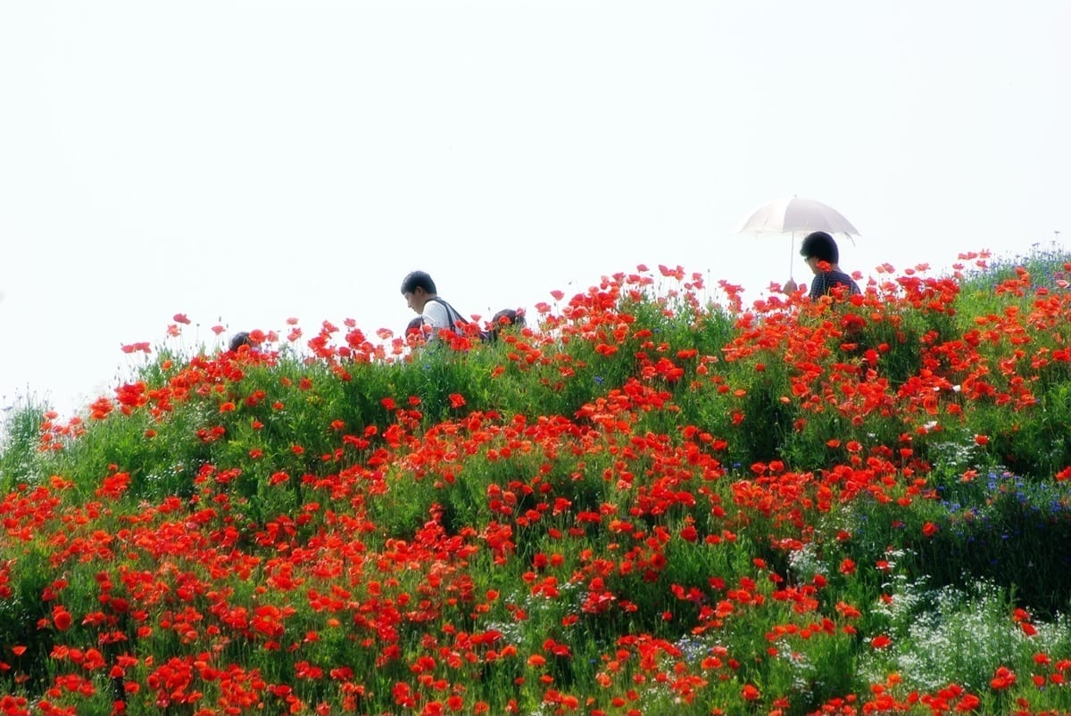Mùa hoa anh túc trên núi Simhaksan, Paju
