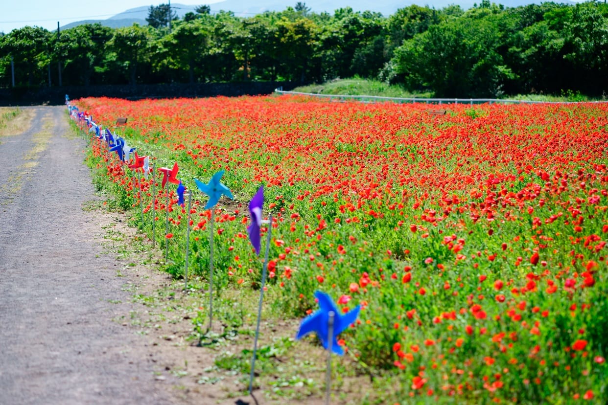 Mùa hoa anh túc ở trang trại Let's Run, Jeju