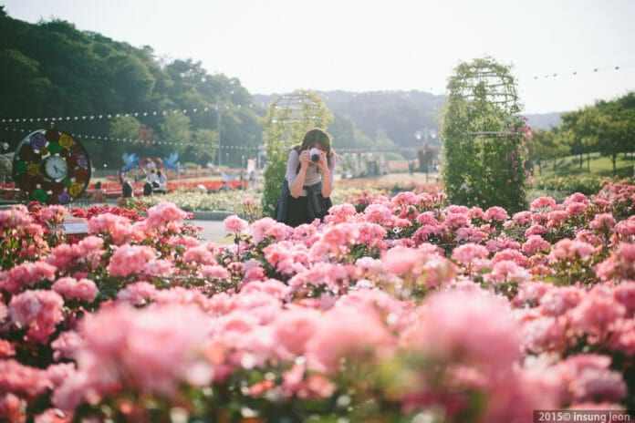 13 lễ hội hoa hồng đẹp nhất Hàn Quốc
