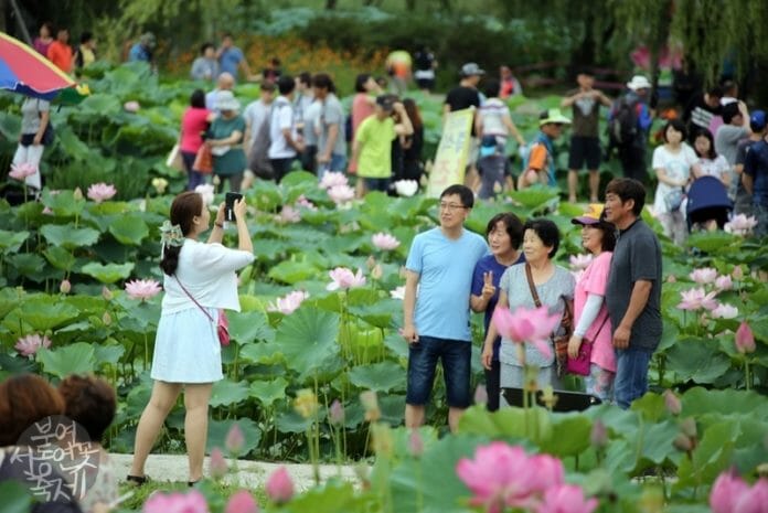 10 Lễ hội hoa sen đẹp nhất Hàn Quốc