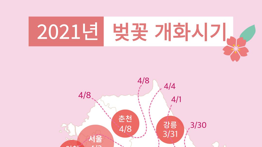 Lịch nở hoa anh đào ở Hàn Quốc 2021