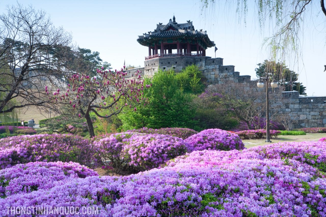 Du lịch Hàn Quốc mùa xuân, những lễ hội không thể bỏ qua