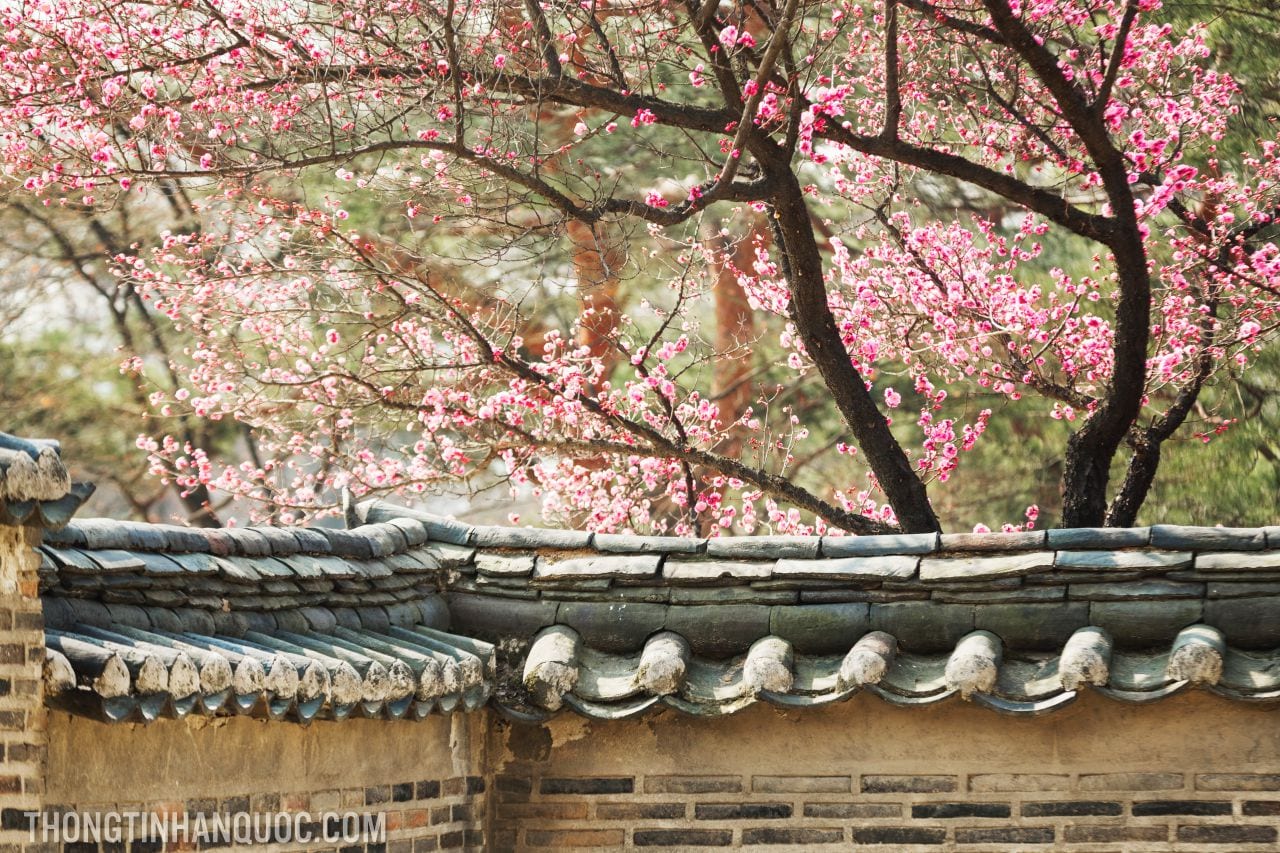 Du lịch Hàn Quốc mùa xuân, những lễ hội không thể bỏ qua