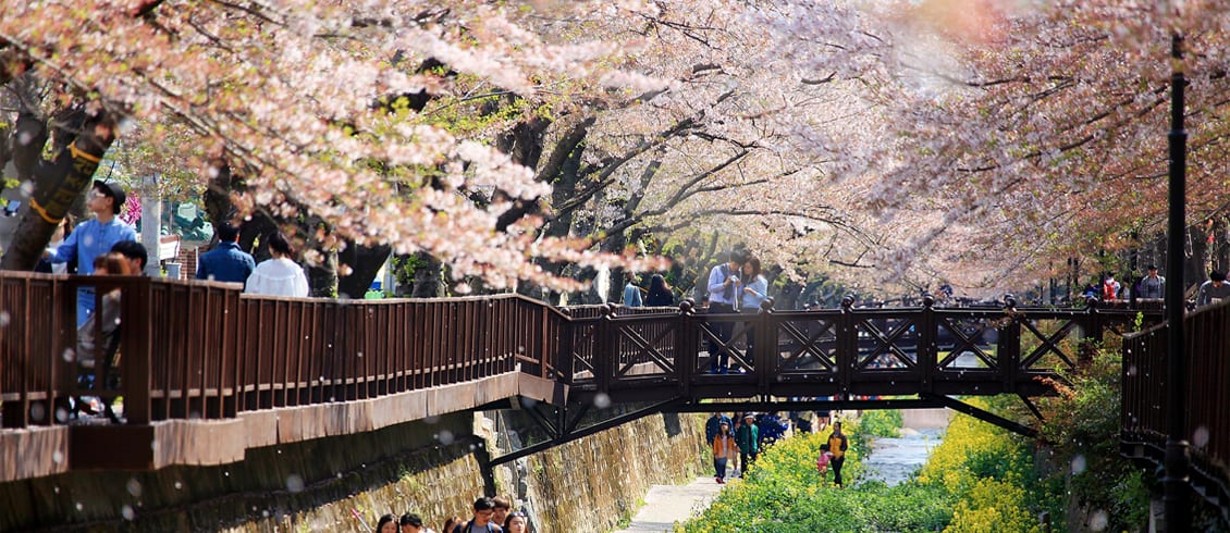 Du lịch Hàn Quốc mùa xuân - Những tour ngắm hoa anh đào lý tưởng