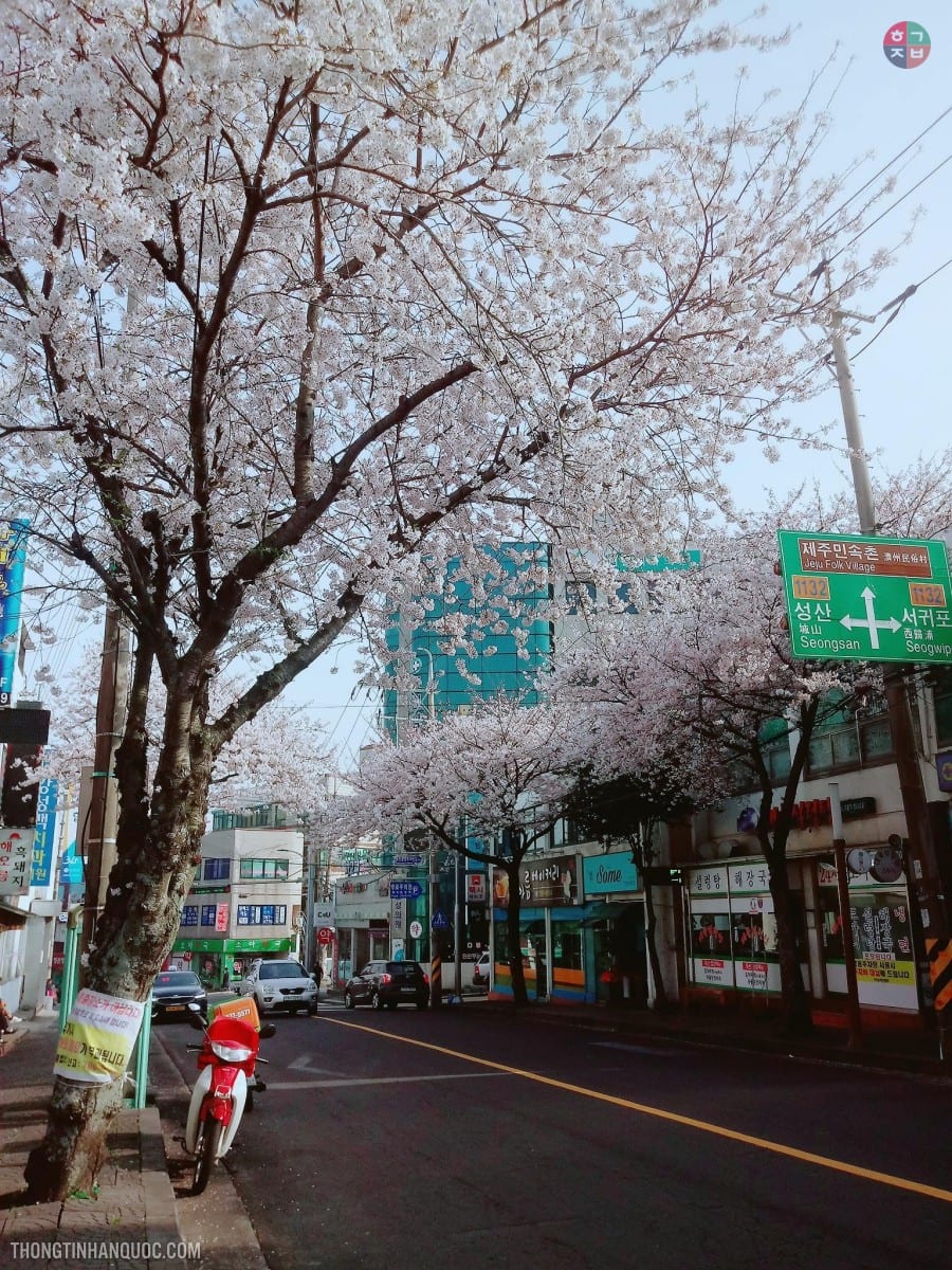 Mùa hoa anh đào trên phố, ở đảo Jeju