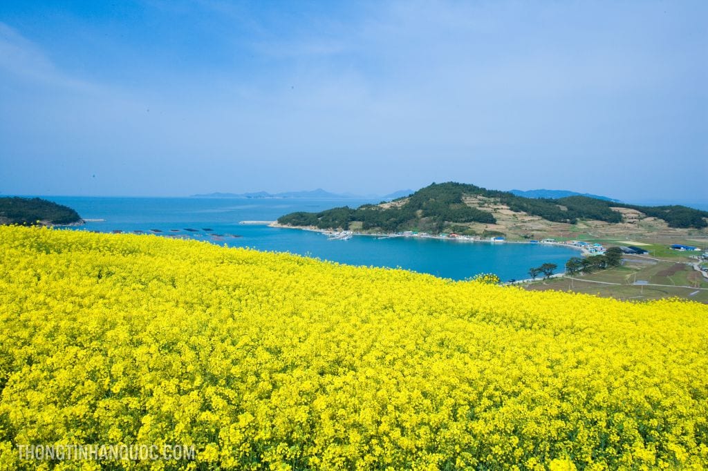 Những lễ hội hoa mùa xuân tuyệt đẹp trên đảo Jeju